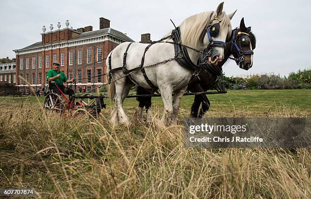 Shire horses Heath and Tom pull an antique horse drawn mower driven by Tom Nickson as they cut the meadow at Kensington Palace on September 19, 2016...