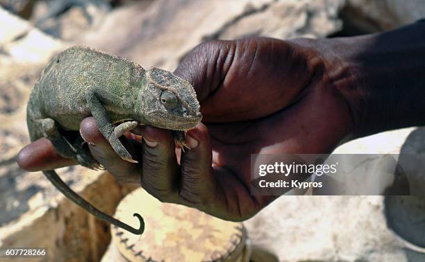 africa, mali, view of african man with live lizard on hand in voodoo area (year 2007) - sangoma stock-fotos und bilder