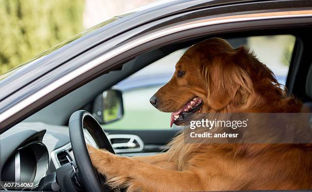 dog driving a car - dog car stockfoto's en -beelden