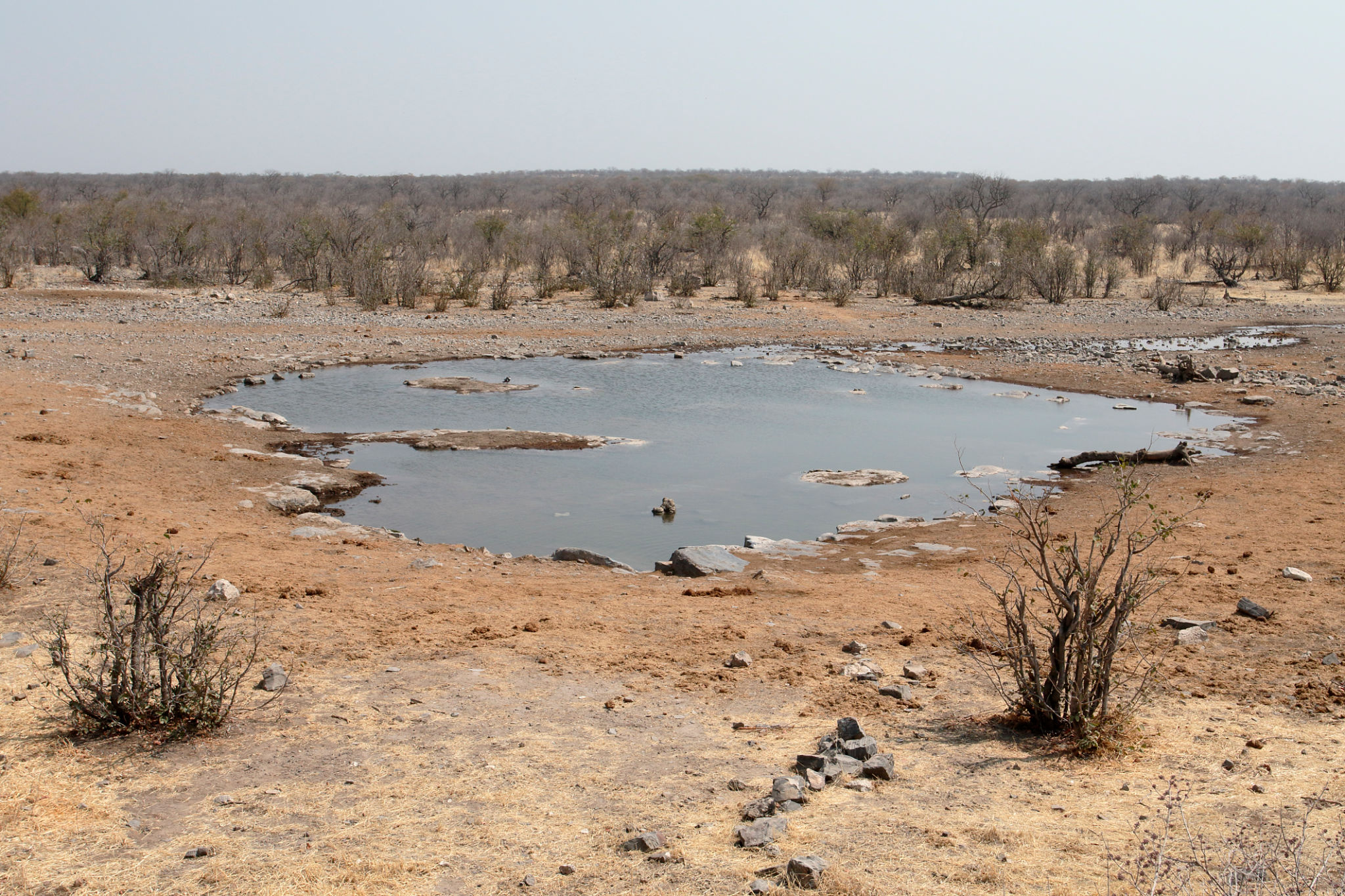 Moninga water hole, Halali camp Moninga water hole, Halali camp