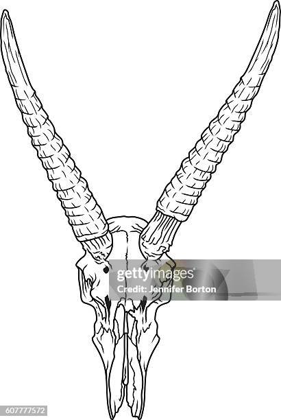 waterbuck skull black and white line art - waterbuck stock illustrations