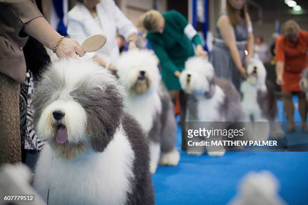 fluffy show dogs - dog show stock pictures, royalty-free photos & images