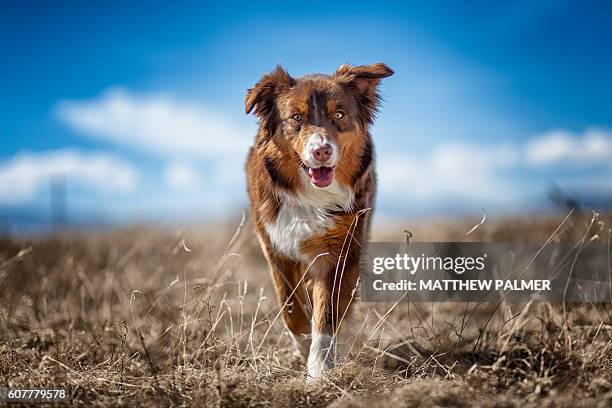 farm dog in field - australian shepherds stock pictures, royalty-free photos & images