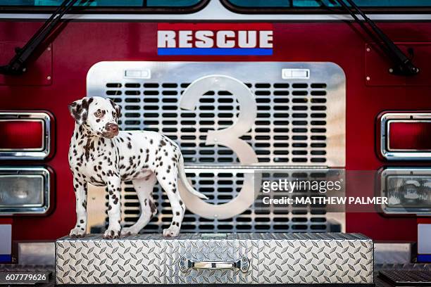dalmatian puppy on fire truck - fire station - fotografias e filmes do acervo