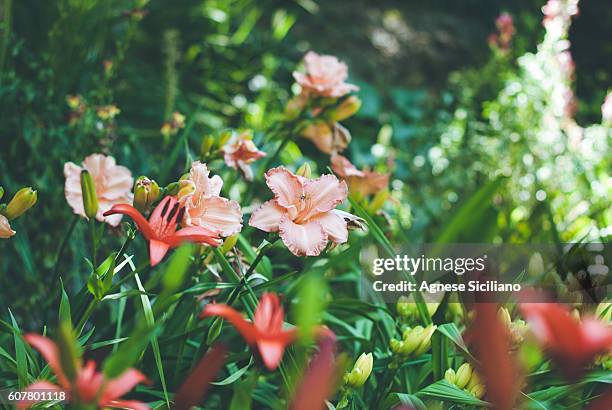 a walk in a botanical garden - andesite stock pictures, royalty-free photos & images