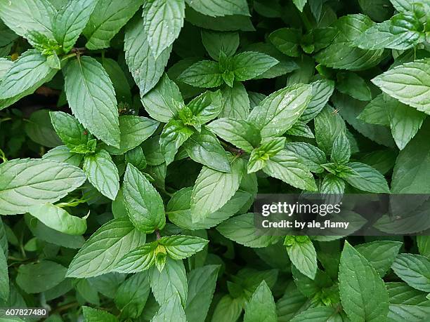 mint green plants - hortelã pimenta imagens e fotografias de stock