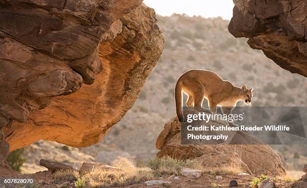 mountain lion - puma stock-fotos und bilder