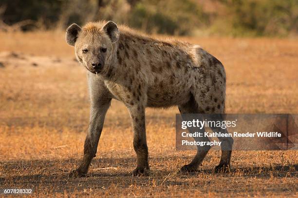 spotted hyena - hyena stock pictures, royalty-free photos & images