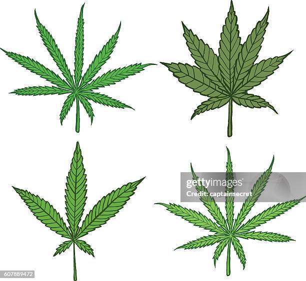 diagram of different cannabis leaf varieties - colour - cannabis leaf hand drawn stock illustrations