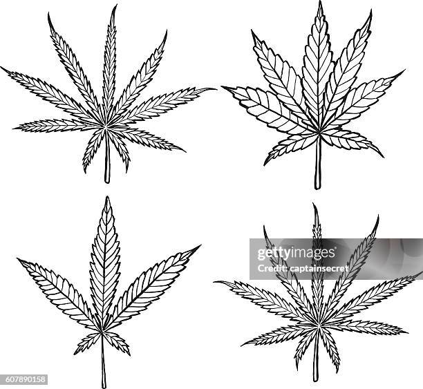 diagram of different cannabis leaf varieties - black and white - marihuana stock illustrations