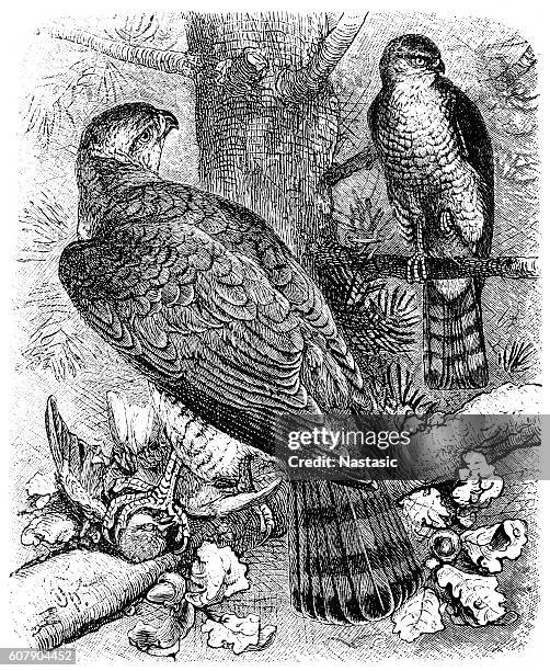 goshawk (astur palumbarius) - sparrowhawk stock illustrations