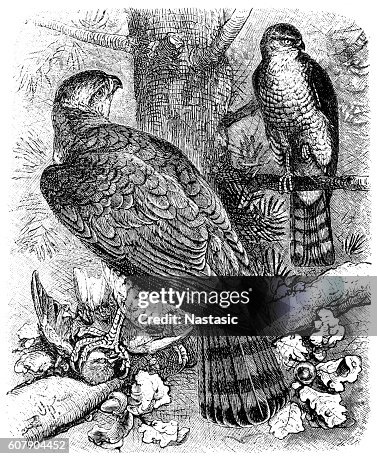 Goshawk (astur palumbarius) Goshawk (astur palumbarius)