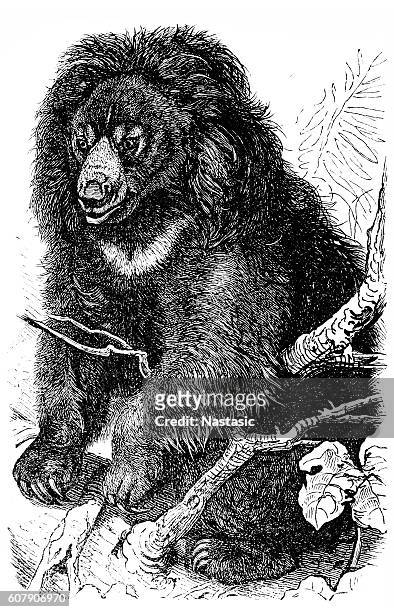 ilustraciones, imágenes clip art, dibujos animados e iconos de stock de oso perezoso (ursus ursinus) - zoo animals black and white clip art