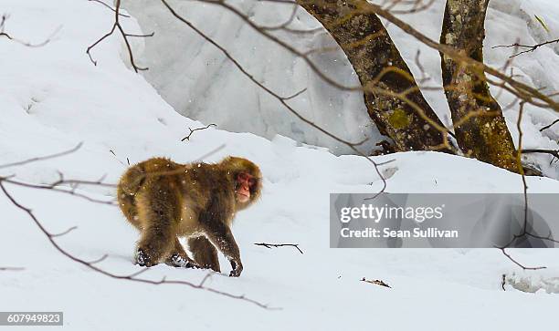 snow monkey - hakuba fotografías e imágenes de stock
