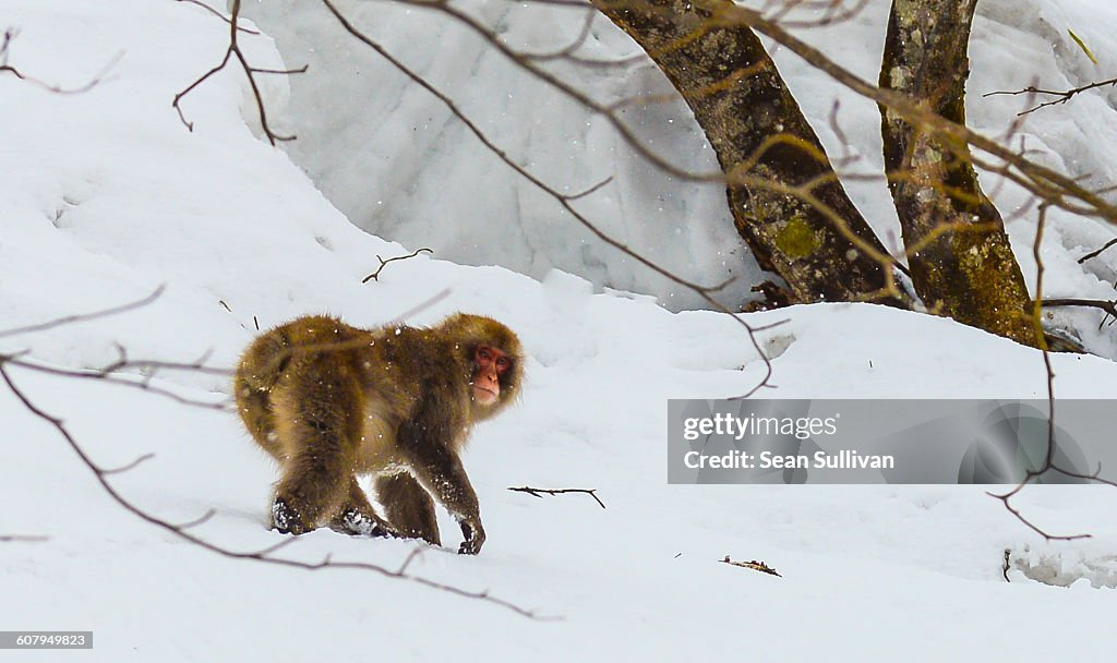 Snow Monkey