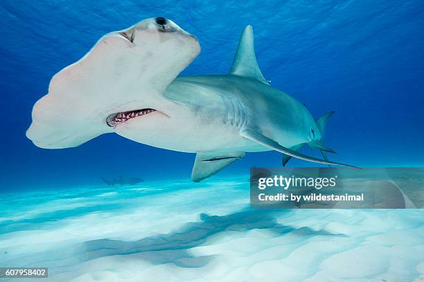 great hammerhead shark underwater - hammerhead shark endangered stock pictures, royalty-free photos & images
