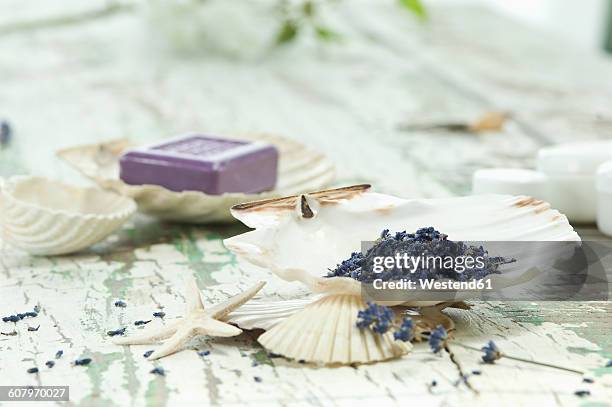 Spa Shell Samples 295 Seashells Spa Stock Photos, High-Res Pictures, and Images - Getty ...