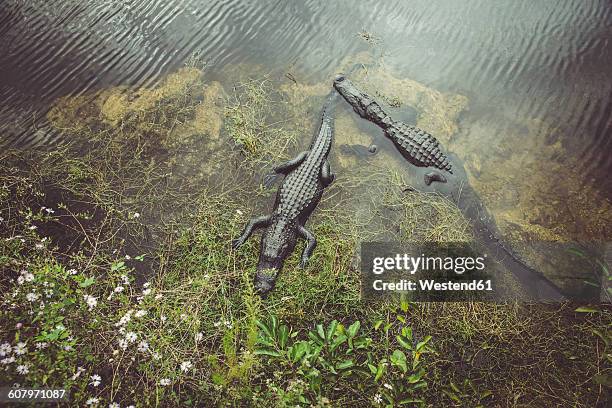usa, florida, everglades, alligators - parque nacional everglades fotografías e imágenes de stock