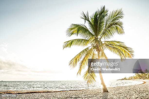 usa, florida, key west, palm tree on beach in backlight - west palm beach coast stock pictures, royalty-free photos & images