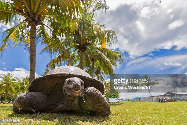 seychellen, praslin, curieuse island, aldabra giant tortoise - seychellen riesenschildkröte stock-fotos und bilder