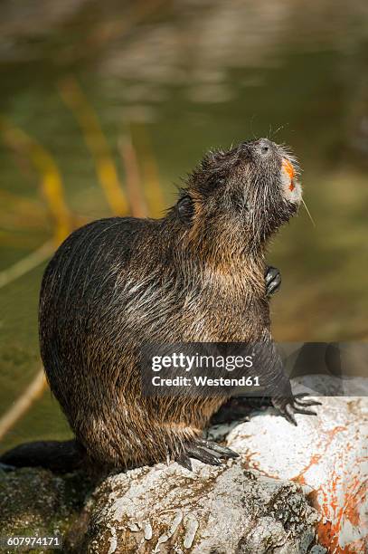 beaver sitting on stone - beaver stockfoto's en -beelden