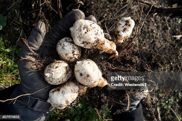 man harvesting jerusalem artichoke tubers in winter - jerusalem artichoke stock pictures, royalty-free photos & images