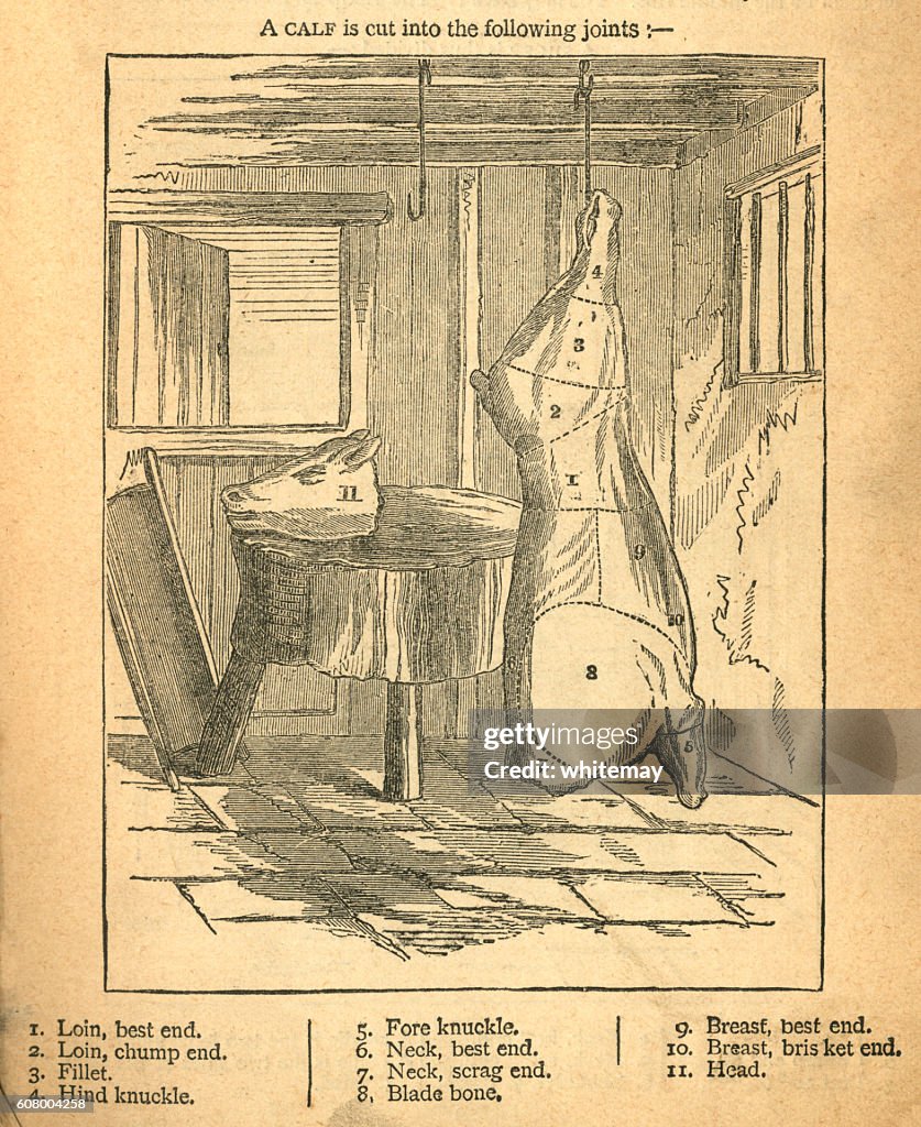 Jointing a calf - Victorian diagram