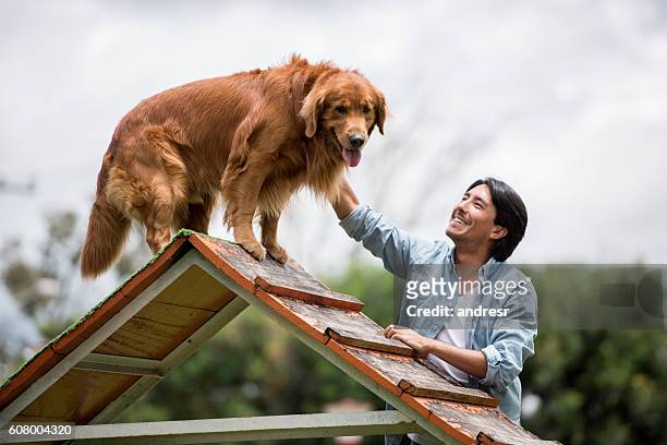 perro feliz en una carrera de obstáculos - training fotografías e imágenes de stock