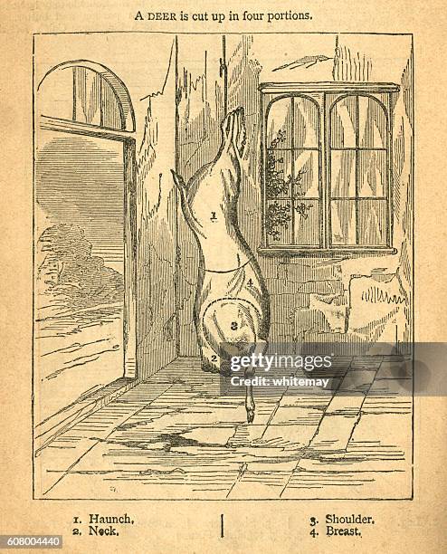 jointing a deer - victorian diagram - venison stock illustrations