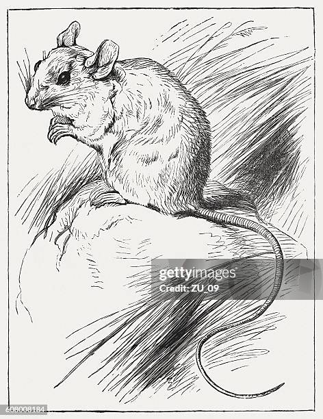 house rat (rattus rattus), wood engraving, published in 1877 - wilde tiere 幅插畫檔、美工圖案、卡通及圖標