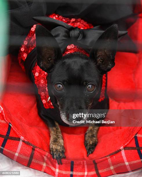 General view as seen at All About the Animals Homeless to Haute Gala at Monarch Beach Resort on September 18, 2016 in Dana Point, California.