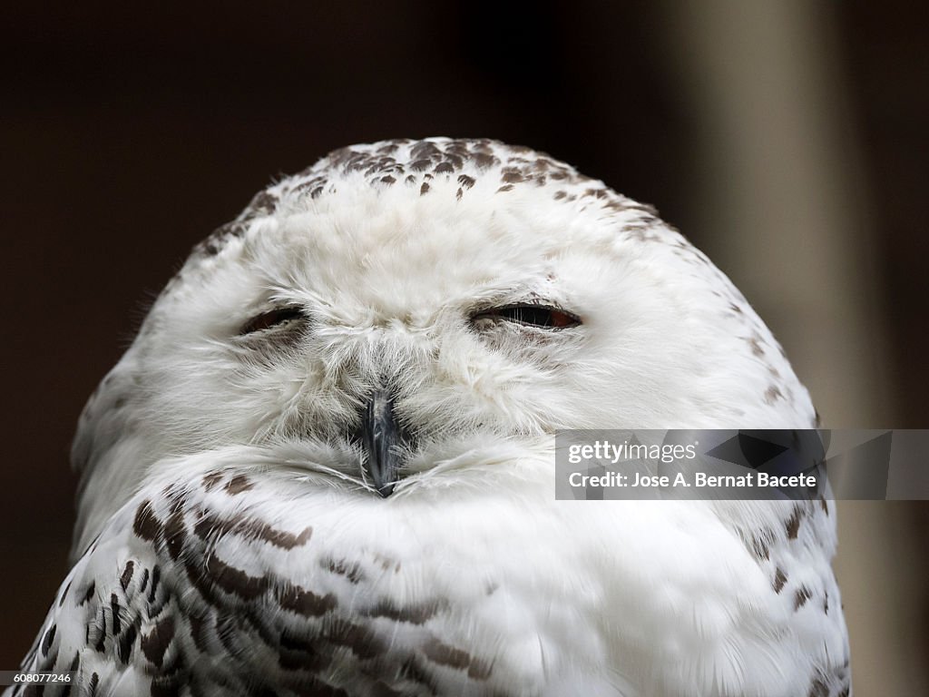 Snowy owl, Bubo scandiacus, portrait, asleep with his eyes closed on a rock .  Pyrenees, France.
