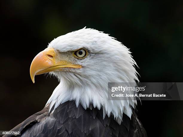 bald eagle (haliaeetus leucocephalus),  portrait. pyrenees, france. - eagle eye stock pictures, royalty-free photos & images