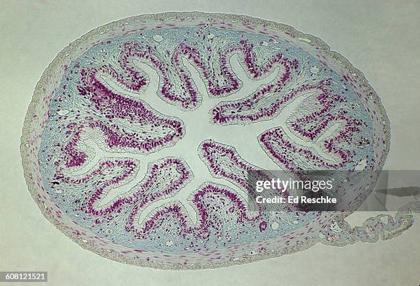 small intestine and attached mesentery, 10x - 平滑筋 ストックフォトと画像