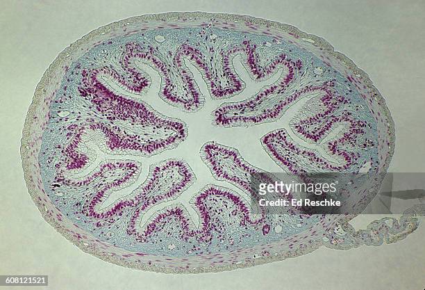 small intestine and attached mesentery, 10x - slijmvlies colon stockfoto's en -beelden