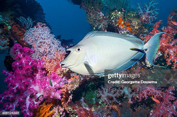 surgeonfish over coral reef - naso unicornis stock pictures, royalty-free photos & images