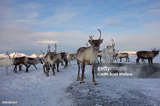Reindeer herd in mid-winter, Norwegian Arctic, January 27th, 2016.