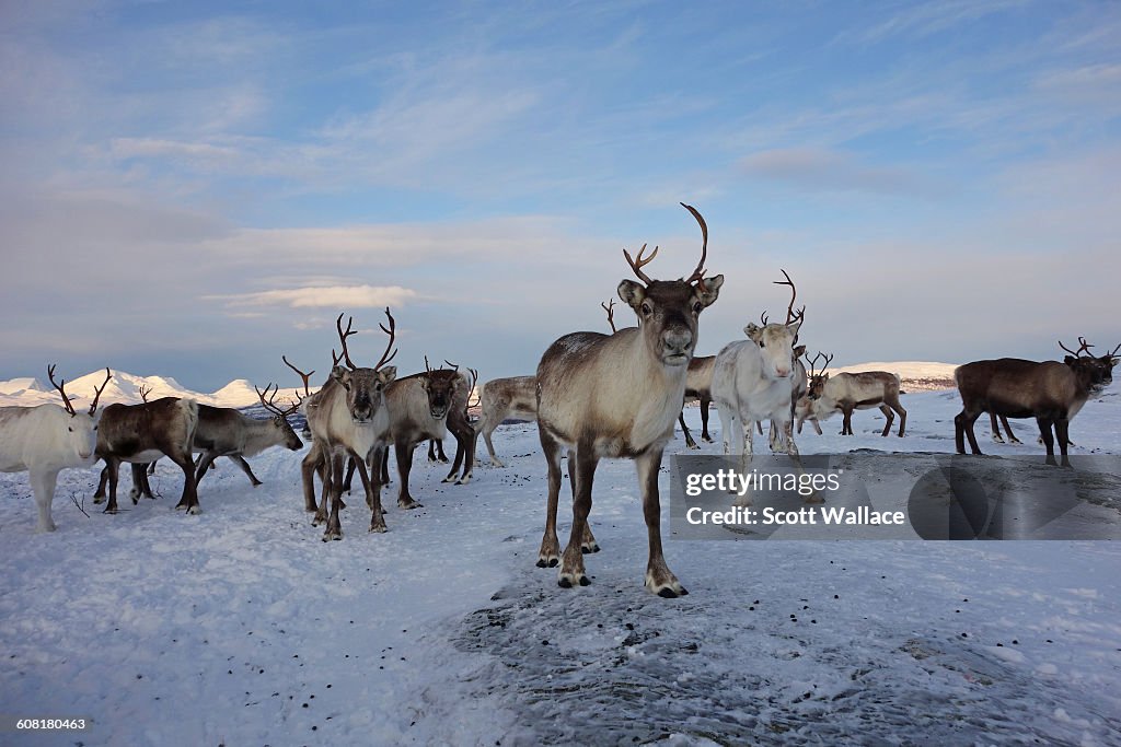 Sami Reindeer Herding