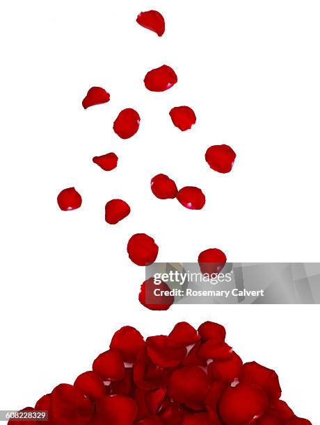 red rose petals falling & forming a pile,on white. - rose petal fotografías e imágenes de stock