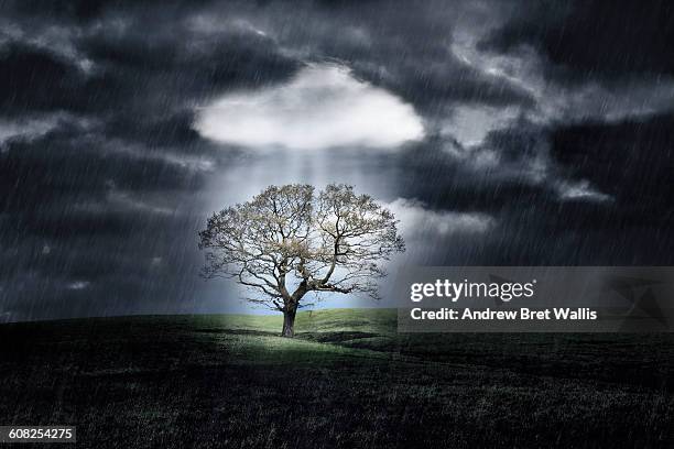 tree protected from a storm by a white cloud - se protéger de la pluie photos et images de collection