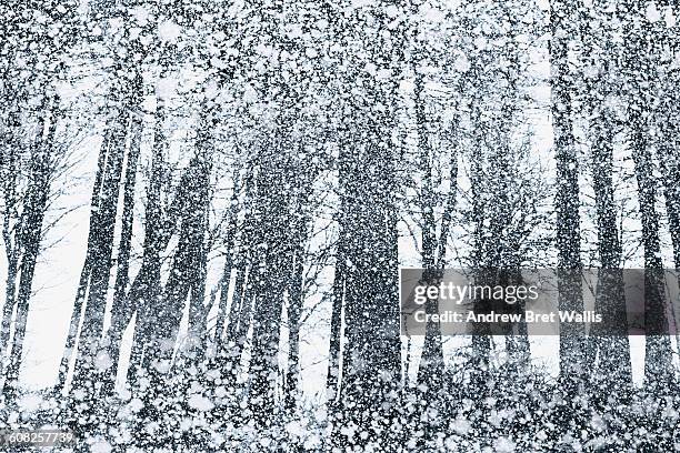 forest caught out in a heavy snow storm. - kahler baum stock-grafiken, -clipart, -cartoons und -symbole