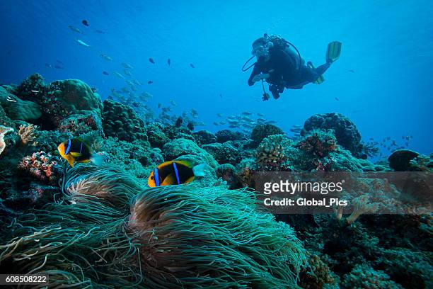 clarks anemonefish und diver - palau - sporttauchen stock-fotos und bilder