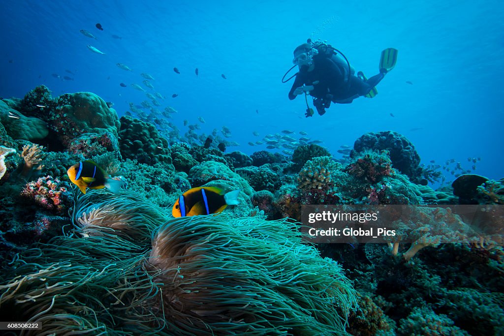 Clark's anemonefish and Diver - Palau