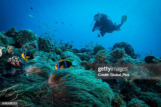 clark's anemonefish and diver - palau - cor de coral imagens e fotografias de stock