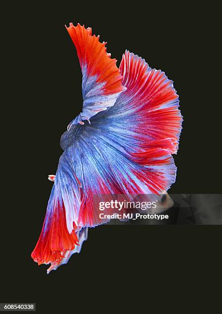 fighting fish