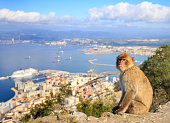 Barbary Macaque with harbour seascape in background