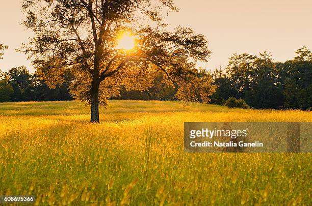 summer field at sunset - atlanta georgia landscape stock pictures, royalty-free photos & images