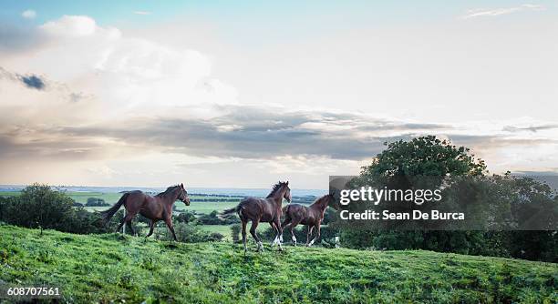 horses running on green landscape - animals in the wild stock pictures, royalty-free photos & images
