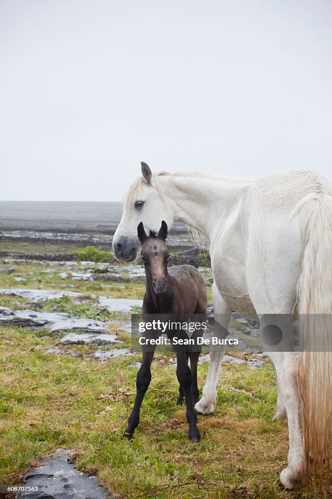 Mare standing next to her foal