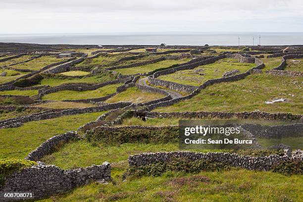 limestone walls, on inishmore, aran islands - galway stock pictures, royalty-free photos & images